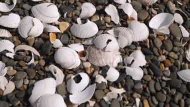 Tahara 'daki Koijigahama Sahili' nde küçük kayalar ve beyaz deniz kabukları.