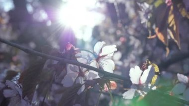 Helsinki 'deki parkta güneş çok parlıyor.