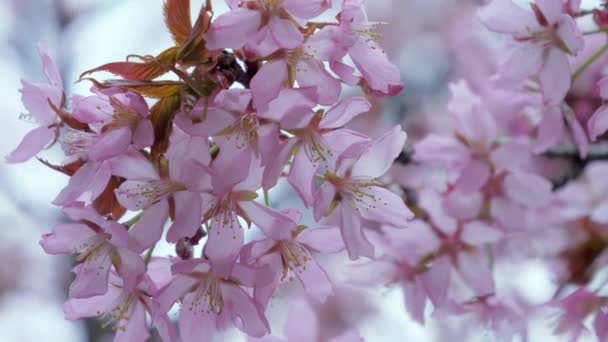 Το κίτρινο stamen των Sargents Cherry λουλούδι στο Ελσίνκι της Φινλανδίας — Αρχείο Βίντεο
