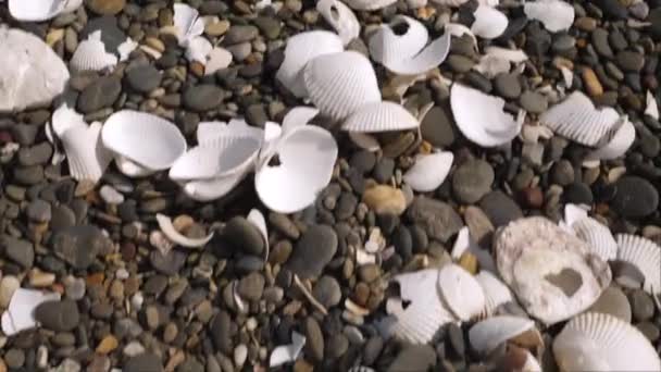 Tampak lebih dekat dari kerang yang rusak di Pantai Koijigahama di Tahara Jepang — Stok Video