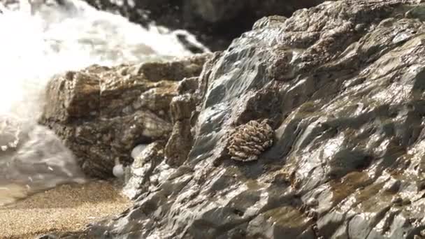 Une coquille coincée sur le côté du gros rocher humide à Koijigahama Beach au Japon — Video