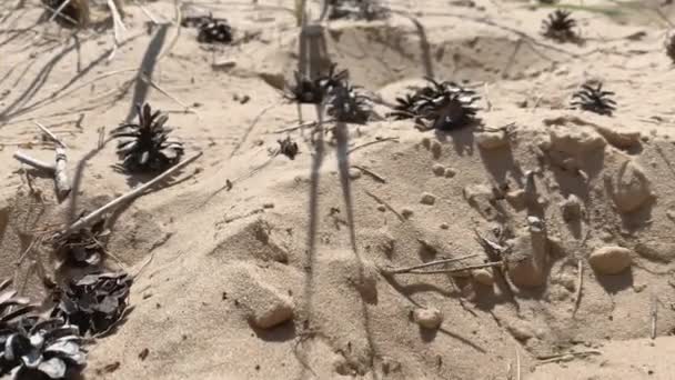 Der nähere Blick auf die Kiefernzapfen am Ufer. 4K — Stockvideo