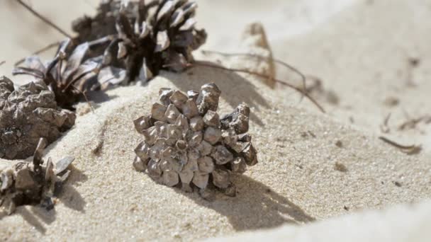 Montones de piñas en la orilla arenosa de la playa.4K — Vídeo de stock