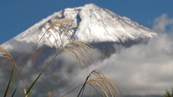 Japonya 'daki Fuji Dağı yakınlarında yerdeki kahverengi sazlıklara yakından bak. — Stok video