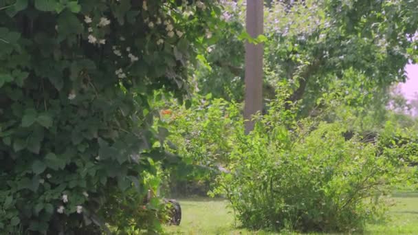 Muchas plantas verdes en el jardín en Ao Estonia.4K — Vídeo de stock