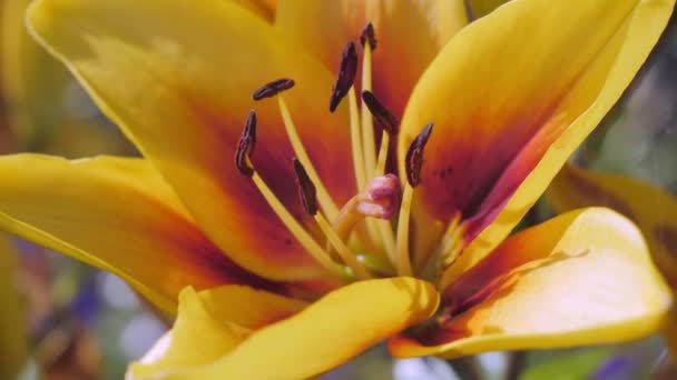 Lilium çiçeklerinin erkeklik organlarına ve portakal yapraklarına yakından bak. — Stok video