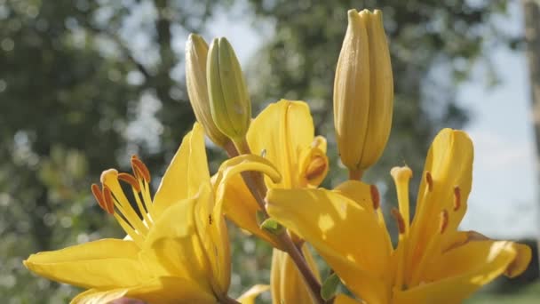 Bahçedeki sallanan Lilium bitkileri 4K — Stok video