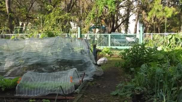 Uma vista do jardim da casa verde na área do parque — Vídeo de Stock