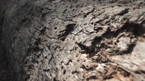 Primo piano di un albero caduto e marcio in una foresta buia. — Video Stock