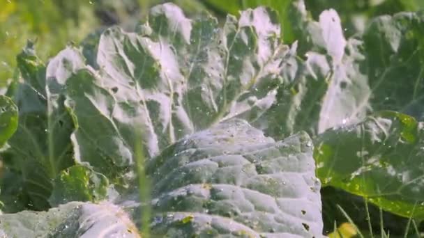 Rega as folhas verdes da planta da cauda em Estonia.4K — Vídeo de Stock