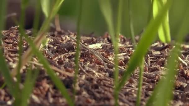 Primo piano della straordinaria natura vivente che mostra le formiche che si muovono. — Video Stock