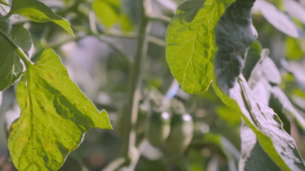 植物の上の小さなトマトの果実のより近い外観。 4 K — ストック動画