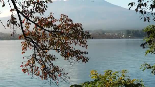 Листья деревьев висят на берегу озера Кавагути — стоковое видео