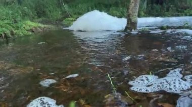 Idyllic shot of a calm river in a forest.