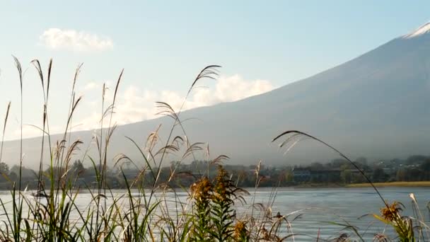 Более близкий взгляд на травы на берегу озера Кавагути в Японии — стоковое видео