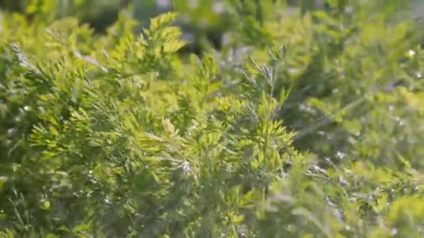 Un montón de verduras de cola verde en el jardín en Estonia.4K — Vídeos de Stock