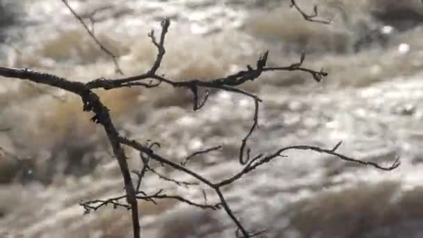 Closeup shot of a tree branch with a rapid river in the background. — стоковое видео