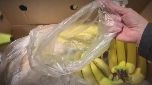 Closeup shot of bananas being put into a plastic bag. — стоковое видео