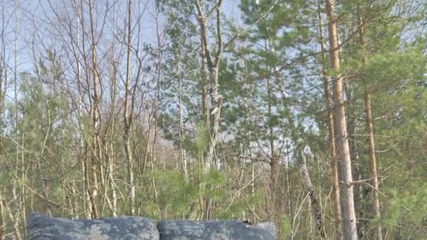 Closeup shot of a sofa in a forest during winter. — Stock Video