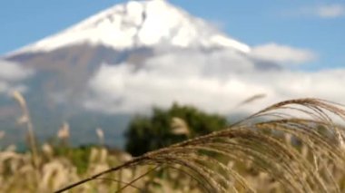 Fuji Dağı 'nda rüzgarın esintisinde sallanan kahverengi sazlıklar.