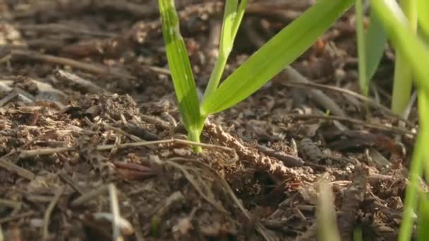 Closeup tiro de formigas no chão da floresta em um dia ensolarado. — Vídeo de Stock