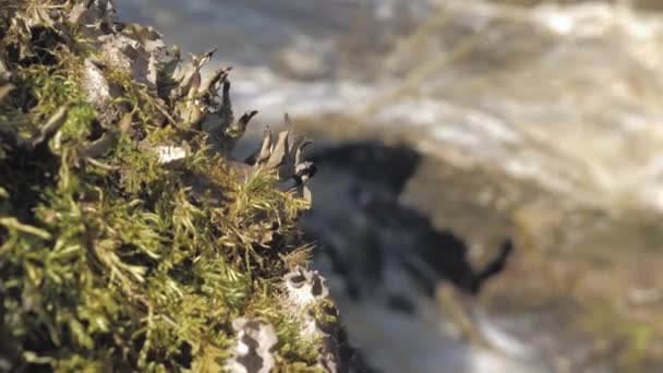 Primo piano di muschio con un fiume sullo sfondo. — Video Stock