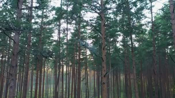 Ein Drohnenflug über die hohen Bäume im Wald. — Stockvideo