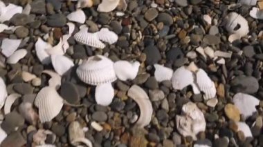 Japonya 'nın Tahara bölgesindeki Koijigahama Sahili' nin kayalık sahillerinde kırılmış deniz kabukları. 