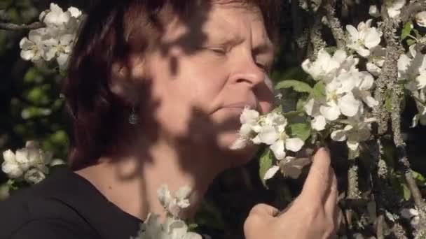 Closeup tiro de uma senhora cheirar flores de macieira em um dia ensolarado. — Vídeo de Stock