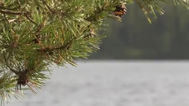 Geweldige opname van een meer omringd door een bos in Finland op een zonnige dag. — Stockvideo