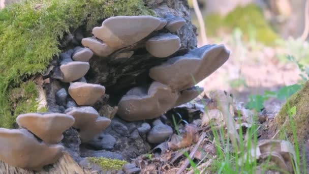 芬兰赫尔辛基公园里的残枝蘑菇的近景 — 图库视频影像