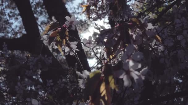 Ray of sunlight on the Sargents Cherry plant in Helsinki Finland — Stock Video