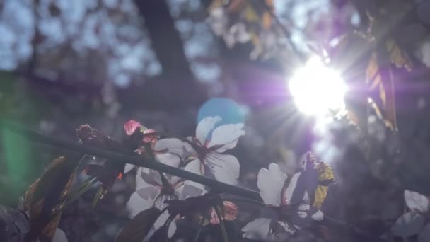 Kwitnące płatki kwiatów wiśni sierżanta w Helsinki Finlandia — Wideo stockowe