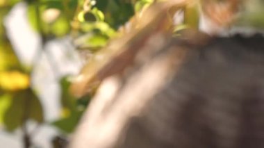 Japonya 'da peygamber devesi dininin olduğu sandık.