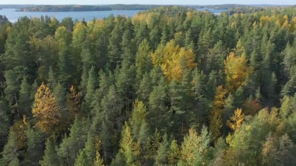Finland.geology shot.4k 의 Saimaa 호수 옆에 있는 푸른 나무들의 꼭대기 — 비디오