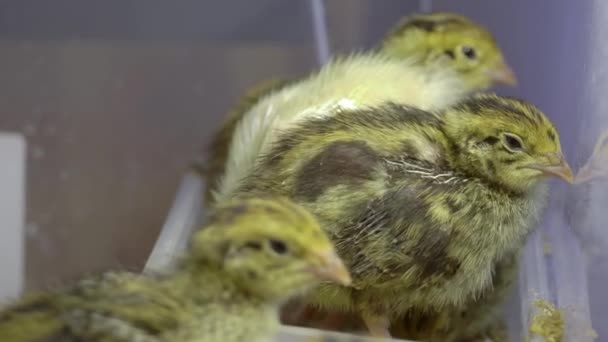 Una mirada más cercana de los polluelos de plumas amarillas — Vídeos de Stock