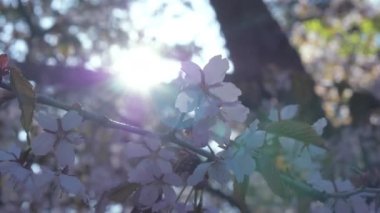 Sargents Cherry çiçeği Helsinki Finlandiya 'da rüzgarın esintisinde sallanmaktadır.