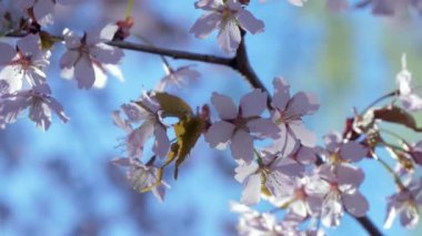 Helsinki 'deki Sargent Cherry çiçeğinin pembe yapraklarındaki noktalar.