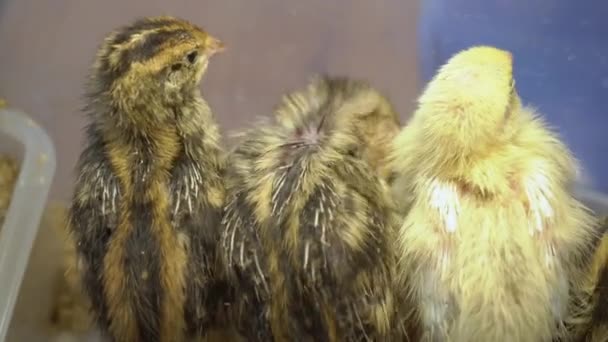 De achterkant van de drie kleine kuikens in de doos — Stockvideo