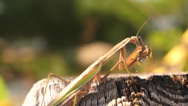 A zöld színű mantis religiosa a törzs a fa Japánban — Stock videók