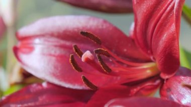 Bahçedeki kırmızı Lilium çiçekleri. Kırmızı yapraklı. 4K