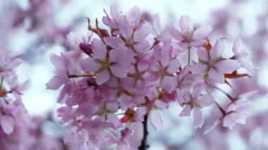 Helsinki 'deki Prunus Sargentii' nin pembe çiçeklerine yakından bakın.