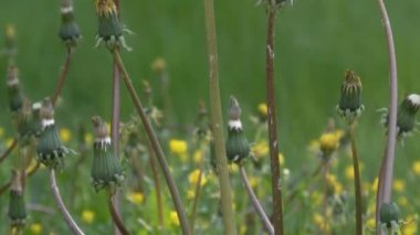 Yaz mevsiminde karahindibanın yakın çekimi.