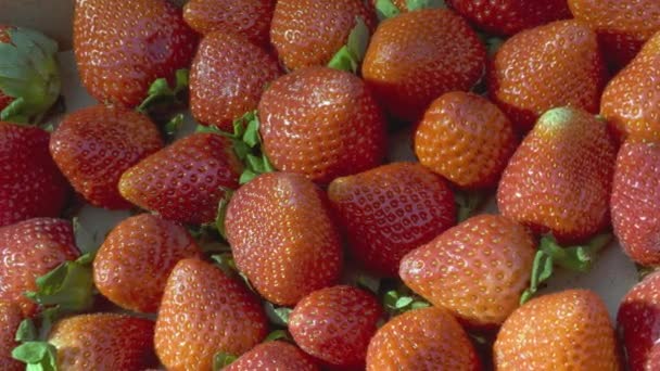 Close-up shot van verse aardbeien op een zonnige dag. — Stockvideo
