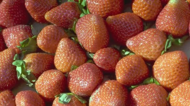 Primer plano de fresas en un día soleado. — Vídeo de stock