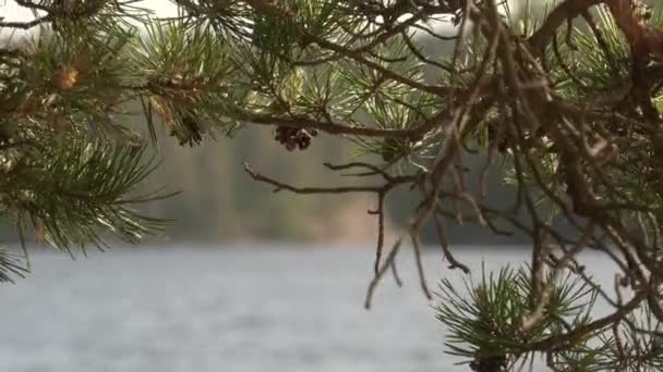 Чудовий знімок озера в Фінляндії в сонячний день.. — стокове відео