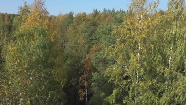 As folhas amarelas das árvores altas em Lake Saimaa na Finlândia.geologia shot.4k — Vídeo de Stock