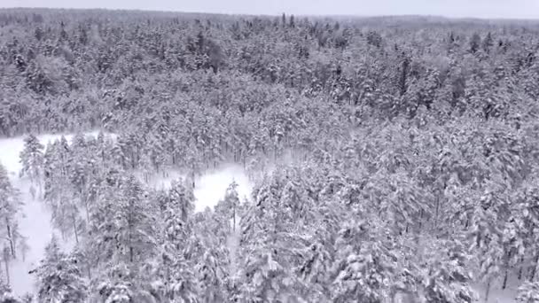 Foto aerea idilliaca di alberi innevati in una foresta nordica in Finlandia. — Video Stock