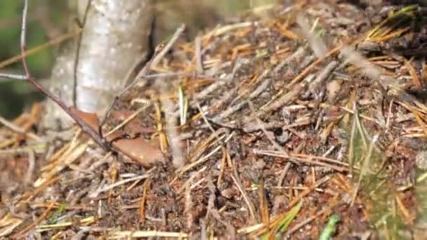 Wiele suszonych liści i gałązek na mrowisku w Espoo Finland — Wideo stockowe