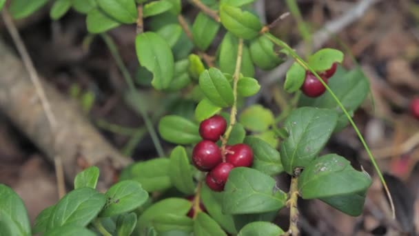 Recogida de las bayas rojas en la planta de la fresa en Espoo Finlandia — Vídeo de stock